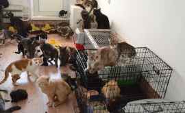 В квартире известного художника обнаружили 80 кошек