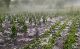 Mai multe terenuri agricole distruse de ploi