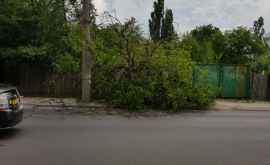 В Кишиневе сильный ветер повалил дерево ФОТО
