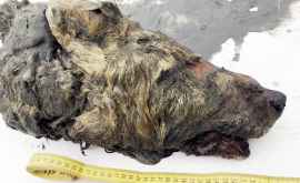 În permafrostul dezghețat din Yakutia a fost găsit capul unui lup vechi cu vîrsta de 40 de mii de ani