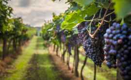 ДНК винограда проследили до его средневекового предка
