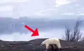 Обнаруженную на окраине Норильска белую медведицу перевезли в зоопарк