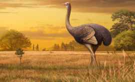 Paleontologii au găsit în Crimeea rămășițele celei mai mari păsări din emisfera nordică Aceasta cîntărea 450 kg