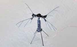 Создана первая настоящая киберпчела которая может летать