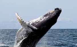 Țara care a reluat vînătoarea de balene după o pauză de 31 de ani