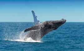 Японцы поймали китов в первые часы после возобновления охоты