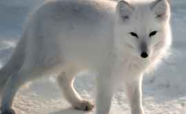 O vulpe polară a mers 3500 de kilometri din Norvegia pînă în Canada