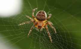 Ученые назвали паука в честь Карла Лагерфельда