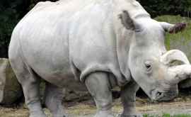 Учёные нашли способ спасти белых носорогов у которых вымерли все самцы