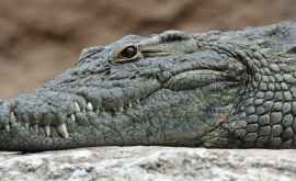 Oamenii de știință au găsit noi strămoși ai crocodililor reptile vegetariene care mîncau doar iarbă