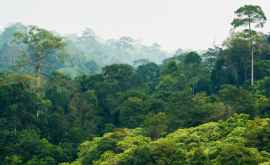 Второй по величине тропический лес теряет древний углерод Он хранился в почве 1 500 лет