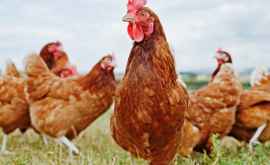 Cele mai productive rase de găini ouătoare