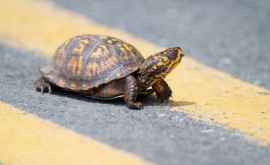 Studiu inima țestoaselor poate trăi fără oxigen timp de cîteva luni