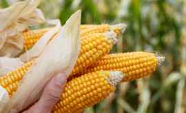 Каким будет урожай кукурузы в этом году