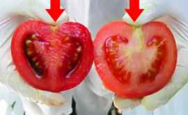 Каждый день мы едим яд Как отличить натуральные помидоры от ГМО