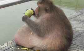 Страдающая ожирением обезьяна не выдержала строгой диеты 