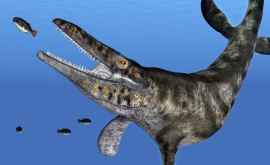 Fosilele unui monstru marin găsite în Canada