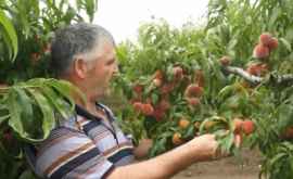 Площадь персиковых садов в Молдове сокращается