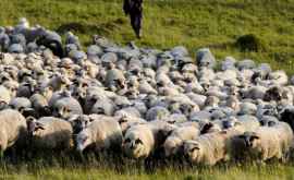 Беда на голову чабана из Единец погибли 58 коз и 11 овец