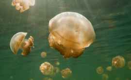 În Marea Britanie scafandrii au găsit o meduză anormal de mare VIDEO