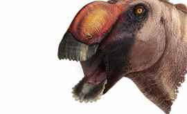 Paleontologii au descoperit un nou tip de dinozaur care seamănă cu o rață