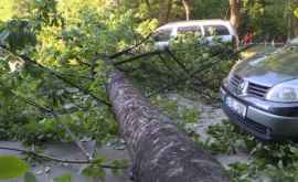 Упавшее дерево повредило две машины на Рышкановке ФОТО
