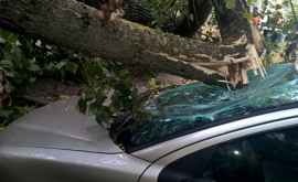 Cine ar trebui să răspundă pentru daunele provocate de copacul care căzut peste mașină