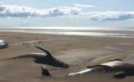 Mister în jurul a 50 de balene găsite moarte pe o plajă din Islanda