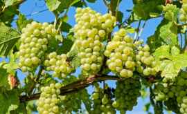 В Молдове скоро начнется уборка винограда ранних сортов