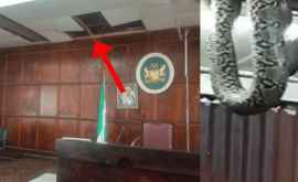 Un șarpe uriaș a căzut întro sală de ședințe în Nigeria
