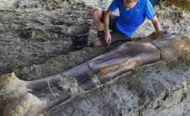 Ученые заявили о найденной кости крупнейшего зверя в истории