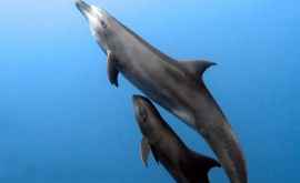 O femelă de delfin a adoptat un pui orfan de altă specie 