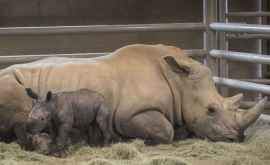 O femelă de rinocer alb din sud a născut prin inseminare artificială