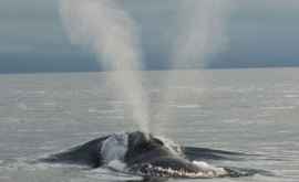 2 din balenele netede din nord au murit în ultimele două luni