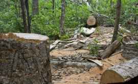 Autoritățile îndemnate să intervină pentru a opri tăierile ilegale de copaci
