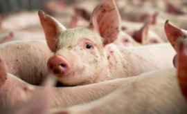 Африканская чума свиней девять вспышек в трех районах страны