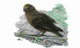 Ученые нашли останки гигантского попугая жившего 19 млн лет назад Его назвали Неожиданным Гераклом