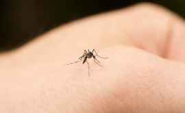 Какая группа крови больше всего нравится комарам
