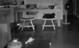 Reacția pisicilor la producerea unui seism VIDEO