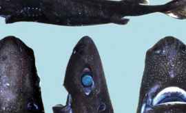 Ученые открыли новый вид миниатюрных акул которые светятся в темноте