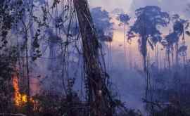 Бразилию застилает дым от горящих лесов