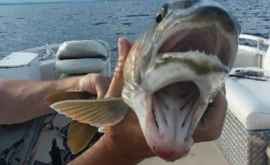 Unde a fost prins un pește cu două guri