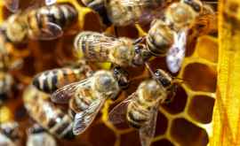 O femeie a trăit aproape un an de zile cu 60000 de albine Nu mă deranjau