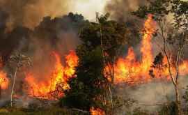 Incendiile din Amazonia Brazilia acceptă ajutorul financiar extern