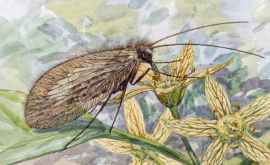 Savanţii ruși au descoperit insecte care au murit acum 99 de milioane de ani din cauza structurii nereușite a trompei