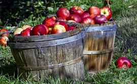 Agricultorii au început recoltarea soiurilor de mere de vară 
