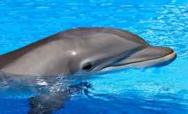 Țara în care turiștilor le e interzis să se fotografieze cu delfinii