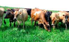 Trei cazuri de rabie la bovine identificate în luna august