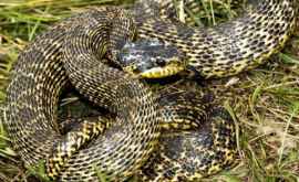 В НьюДжерси найдена редкая двуглавая змея
