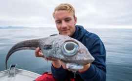 В Норвегии поймали странную рыбу с огромными глазами